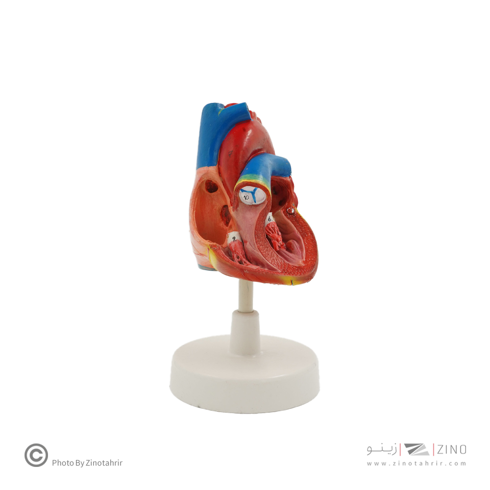 مولاژ قلب طبیعی دوقسمتی (جدید)
