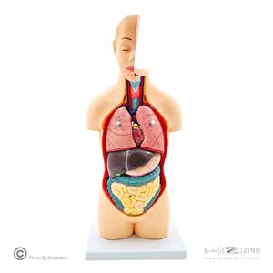 مولاژنیم تنه بدن انسان 1/2اندازه طبیعی